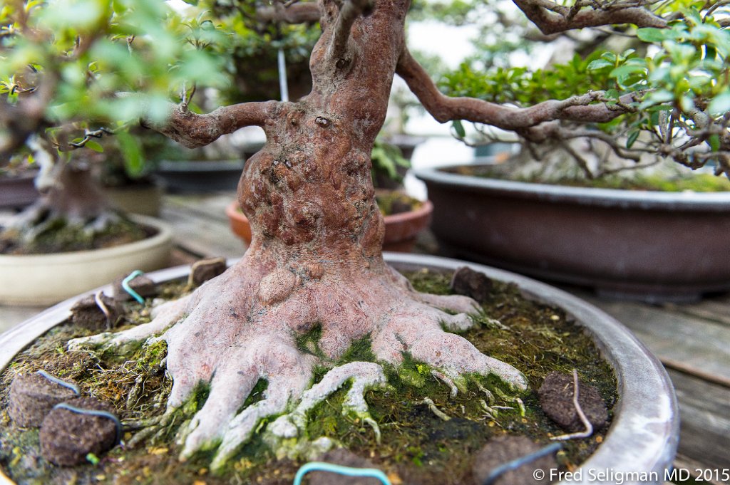 20150310_162752 D4S.jpg - Bonsai Museum and Gardens Tokyo, a famous garden more than 400 years old. Rare bonsai are more than 500 years old.